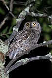 Western Screech-Owl